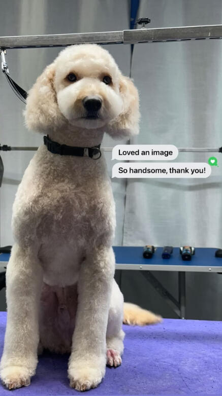 Doodle Doodle groomed at Lapa Dog Grooming Port Coquitlam, happy client review