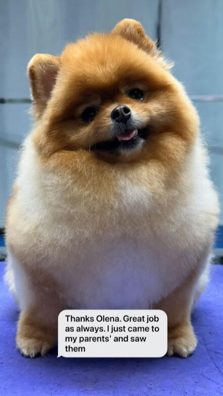 Pomeranian Pomeranian groomed at Lapa Dog Grooming Port Coquitlam, happy client review